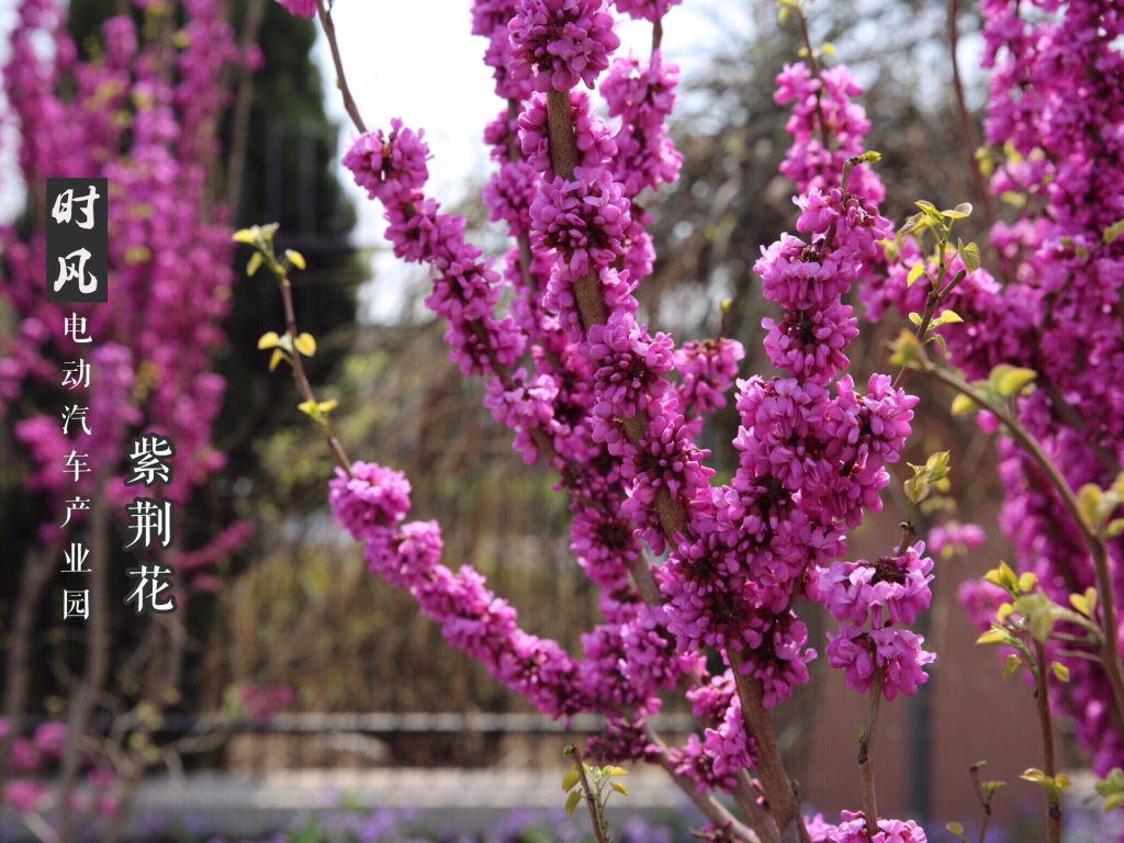 紫；；；；；