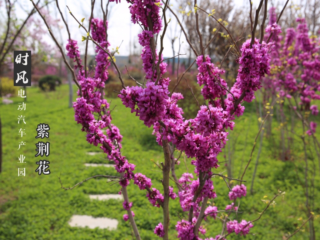 永信贵宾会217电动工业园紫；；；；；